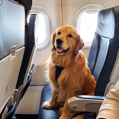 Fur Baby Airport Comfort - The Wise Traveller
