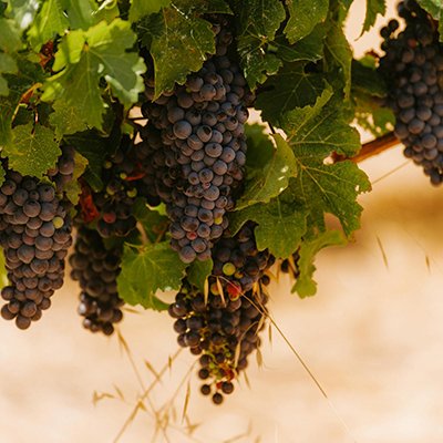 The 50 Best Awards - Vineyards of Margaret River, Western Australia - The Wise Traveller